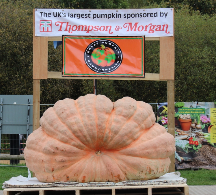 The UK's Largest Pumpkin