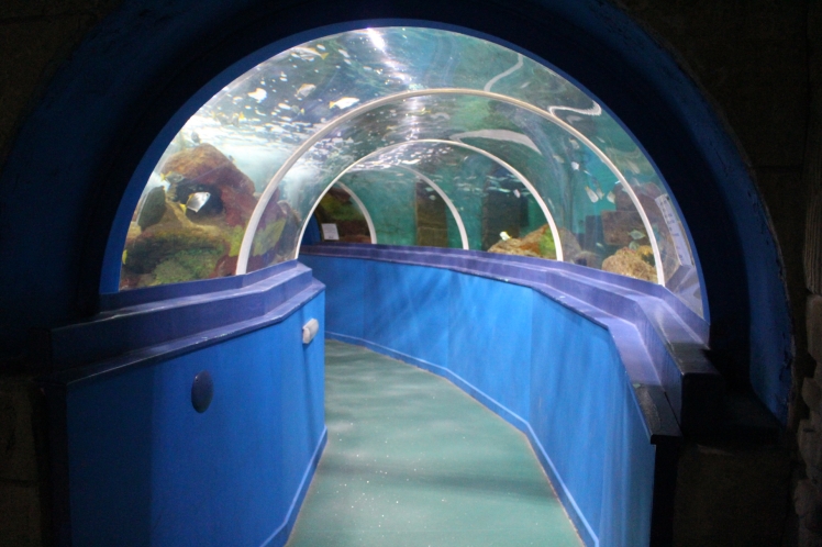 Into the Blue with Blue Reef Aquarium